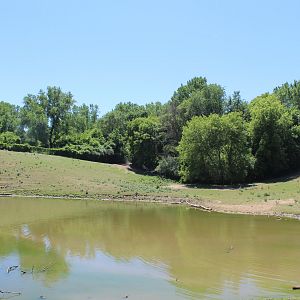 American Bison Exhibit - Northern Trail