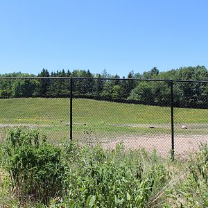 Bactrian Camel Exhibit - Northern Trail