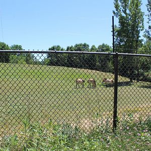 Przewalski's Wild Horse Exhibit - Northern Trail