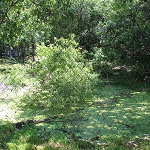 Dhole Exhibit - Northern Trail