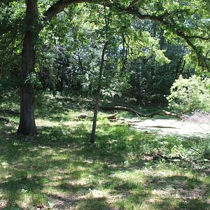 Dhole Exhibit - Northern Trail