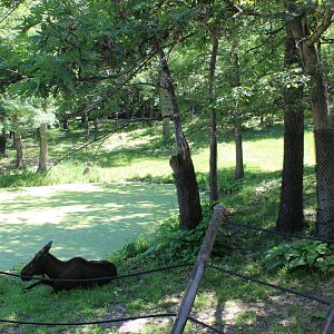 American Moose Exhibit - Northern Trail
