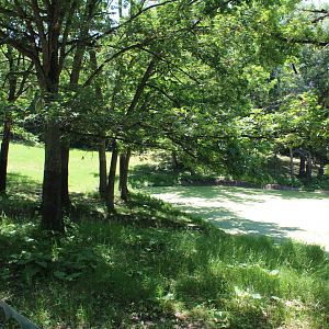 American Moose Exhibit - Northern Trail
