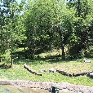 Amur Tiger Exhibit #2
