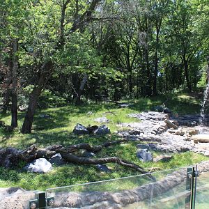 Amur Tiger Exhibit #2