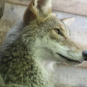 Coyote