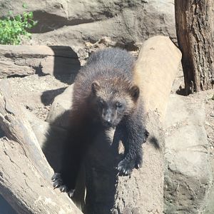 Active Wolverine