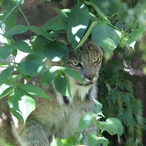 Hidden Canadian Lynx