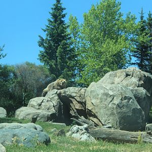 Bear on the Boulder