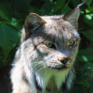 Canadian Lynx Among the Bushes