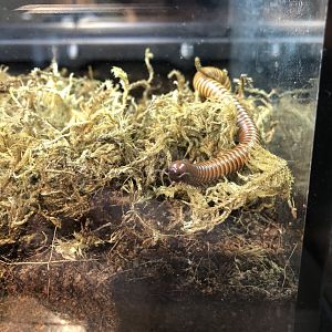 American Millipede (New in 2021)