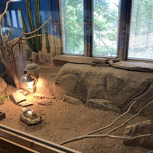 Russian Tortoise exhibit- Educational Center