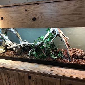 Ball Python exhibit- Educational Center