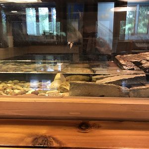 Painted Turtle exhibit - Educational Center