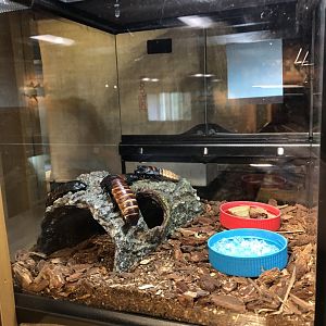 Madagascar Hissing Cockroach exhibit - Educational Center
