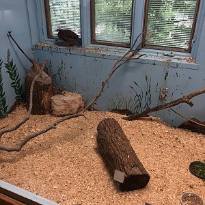 Chukar Partridge exhibit - Educational Center