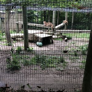 Cougar Exhibit