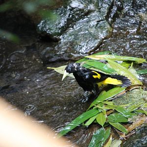 Yellow-rumped cacique (Cacicus cela) (b)