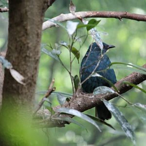 Fairy bluebird (Irena puella)