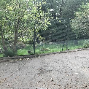 Pudu and azara’s agouti enclosure