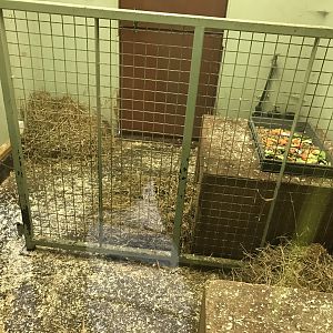 Pudu and azara’s agouti indoors