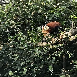 Red panda “Ruiragh”