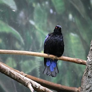 Fairy bluebird (Irena puella)