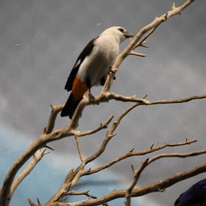 White-headed buffalo weaver (Dinemellia dinemelli)