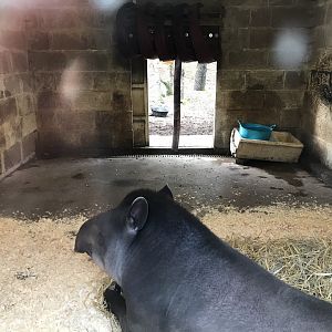 Brazilian tapir indoors