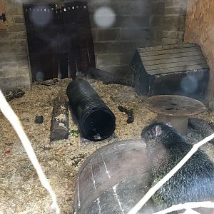 Agouti enclosure
