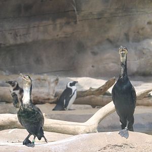 White breasted cormorants