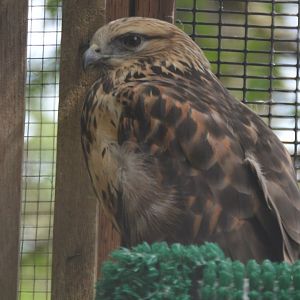 Buteo lagopus sanctijohannis