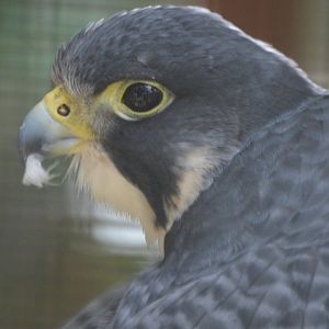 Falco peregrinus anatum