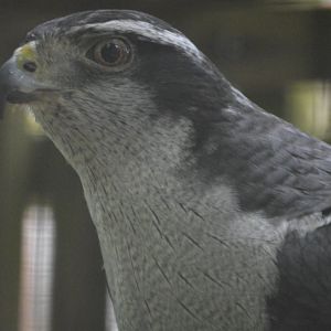 Accipiter gentilis atricapillus
