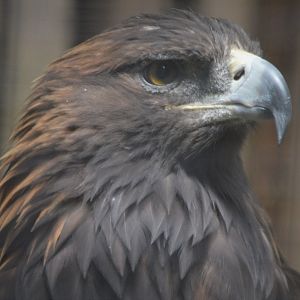 Aquila chrysaetos canadensis