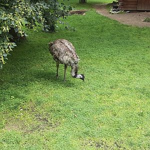 'Cupcake' the Emu