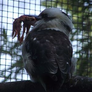Laughing Kookaburra - Zooparc de Beauval - 04/2019