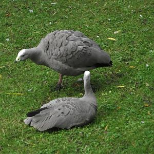 Cape Barren Geese in courtship - Zooparc de Beauval - 10/2019