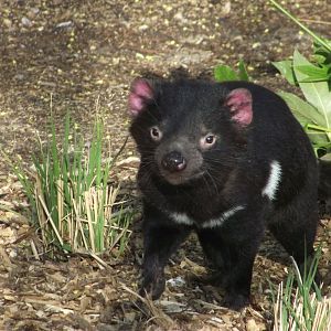 Tasmanian Devil - Zooparc de Beauval - 04/2019