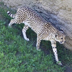Jun. 2021 - Plains - Cheetah