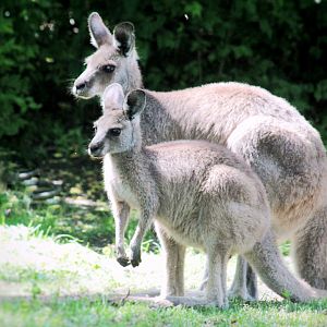 Jun. 2021 - Australian Adventure - Eastern Grey Kangaroos