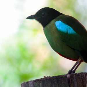 Jun. 2021 - Indonesian Rain Forest - Hooded Pitta