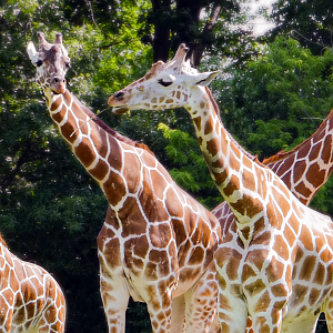 Jun. 2021 - African Journey - Reticulated Giraffes