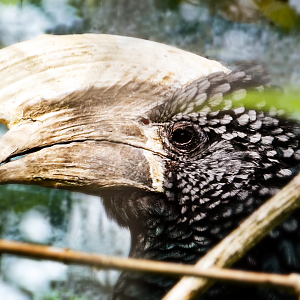 Jun. 2021 - African Journey - Silvery-cheeked Hornbill