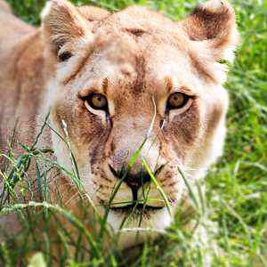 Jun. 2021 - African Journey - Lioness (Ina)