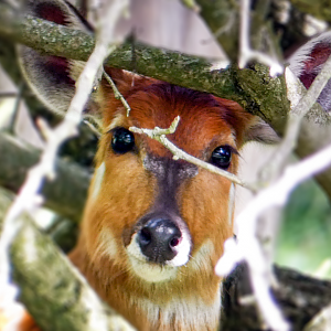 Jun. 2021 - African Journey - Sitatunga