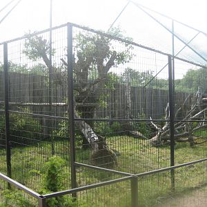 Munkholm Zoo - Fishing cat exhibit