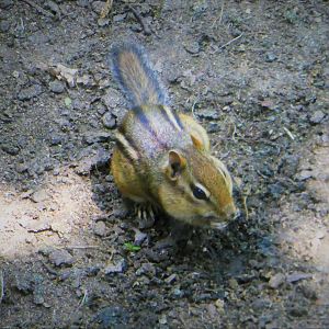 Eastern Chipmunk