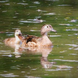Wood Ducks
