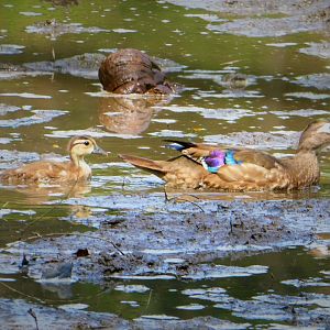 Wood Ducks
